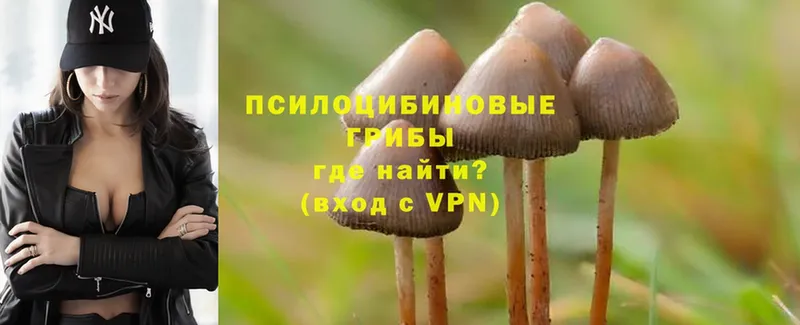 хочу   Тайшет  Галлюциногенные грибы Psilocybine cubensis 